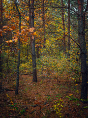 Autumn woods