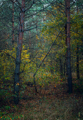 Obraz premium Autumn woods