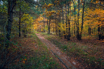 Obraz premium Autumn woods