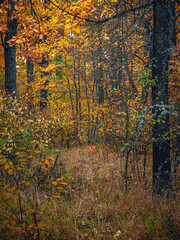 Obraz premium Autumn woods