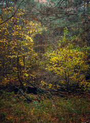 Autumn woods