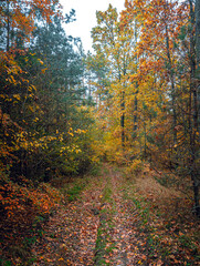 Autumn woods