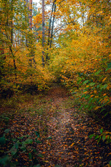 Autumn woods