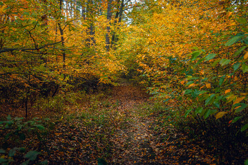 Fototapeta premium Autumn woods