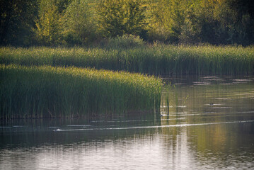 Fototapeta premium Sunrise on river