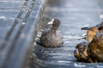Fototapeta premium 階段で休むオオバン