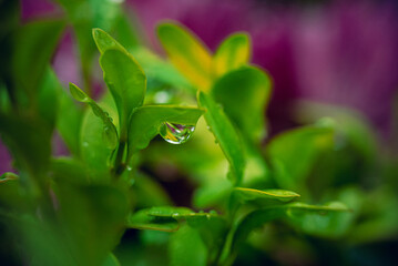 Morning nature in sunlight and dew