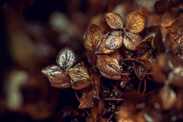 Morning nature in sunlight and dew
