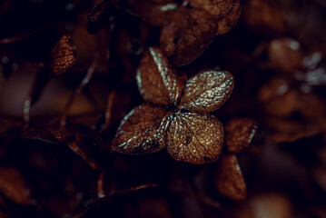 Morning nature in sunlight and dew