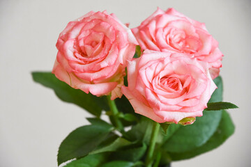 濡れたピンクの薔薇