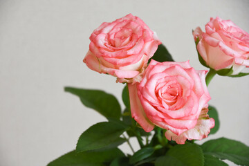 ピンクの濡れた薔薇