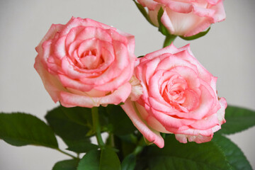 ピンクの濡れた薔薇