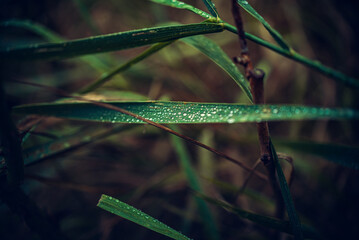 Morning nature in sunlight and dew