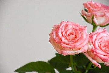 ピンクの濡れた薔薇