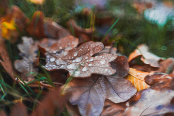 Morning nature in sunlight and dew