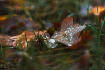 Morning nature in sunlight and dew