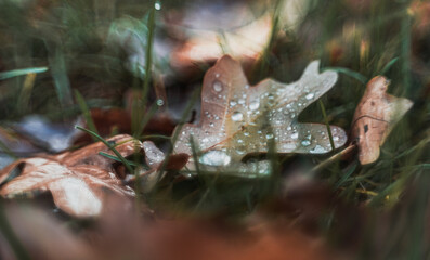 Morning nature in sunlight and dew