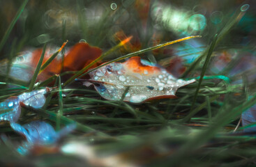 Morning nature in sunlight and dew