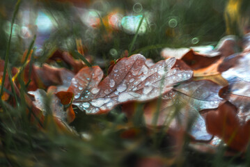 Morning nature in sunlight and dew