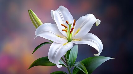 Fototapeta premium Closeup of a Delicate White Lily Blossom With Water Droplets