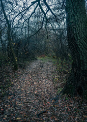 Autumn woods