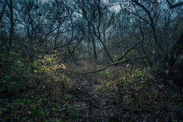 Autumn woods