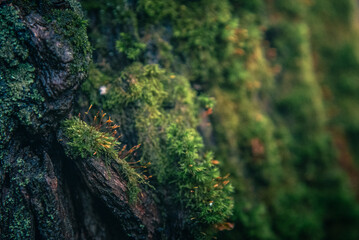 Morning nature in sunlight and dew