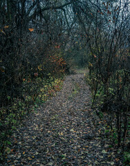 Autumn woods
