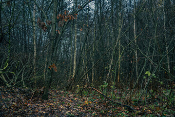 Fototapeta premium Morning nature in sunlight and dew