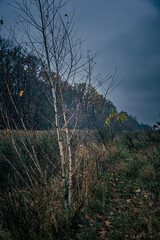 Autumn woods