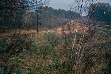 Autumn woods