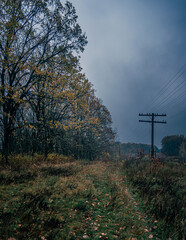 Autumn woods