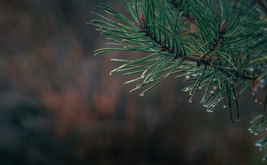 Morning nature in sunlight and dew