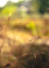 Nature beauty