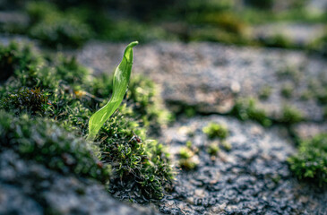 Morning nature in sunlight and dew