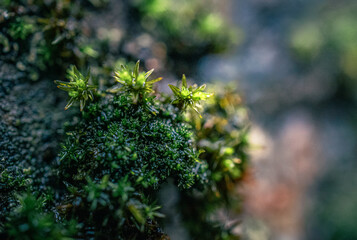 Morning nature in sunlight and dew