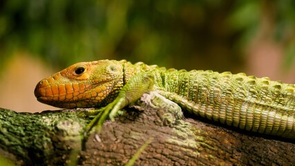 Caiman lizard resting on a branch in the rainforest