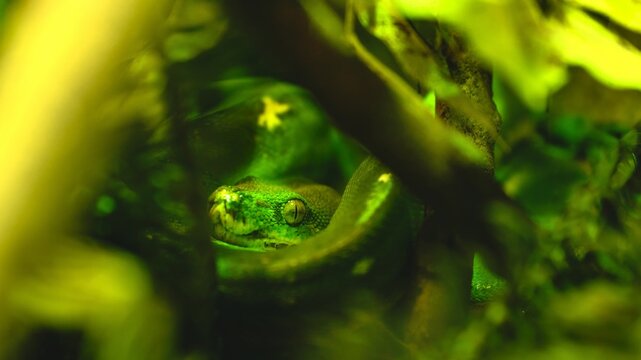 Green tree python hiding in lush foliage, close up view