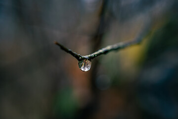 Morning nature in sunlight and dew