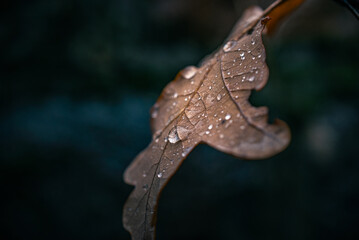 Morning nature in sunlight and dew