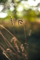 Nature beauty