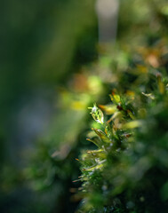 Morning nature in sunlight and dew
