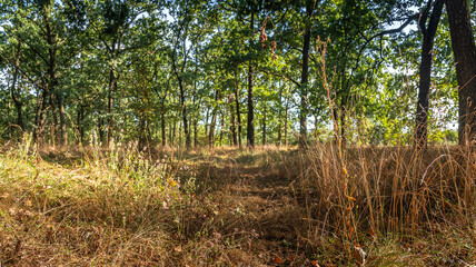 Autumn woods