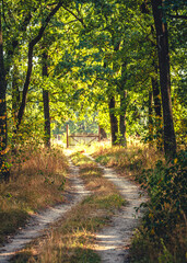 Obraz premium Autumn woods