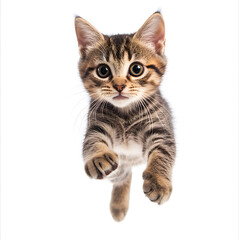 Obraz premium the American shorthair tabby breed cat jumping. white background