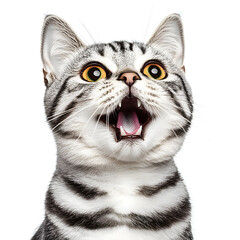 Portrait of a cute the American short hair tabby breed cat looking and smiling, white background