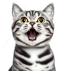 Portrait of a cute the American short hair tabby breed cat looking and smiling, white background