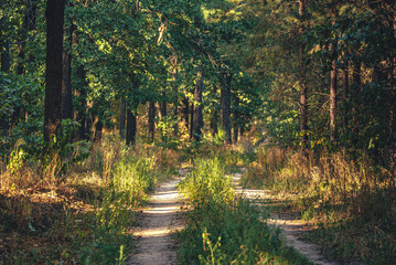 Autumn woods
