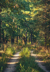 Autumn woods