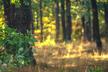 Autumn woods